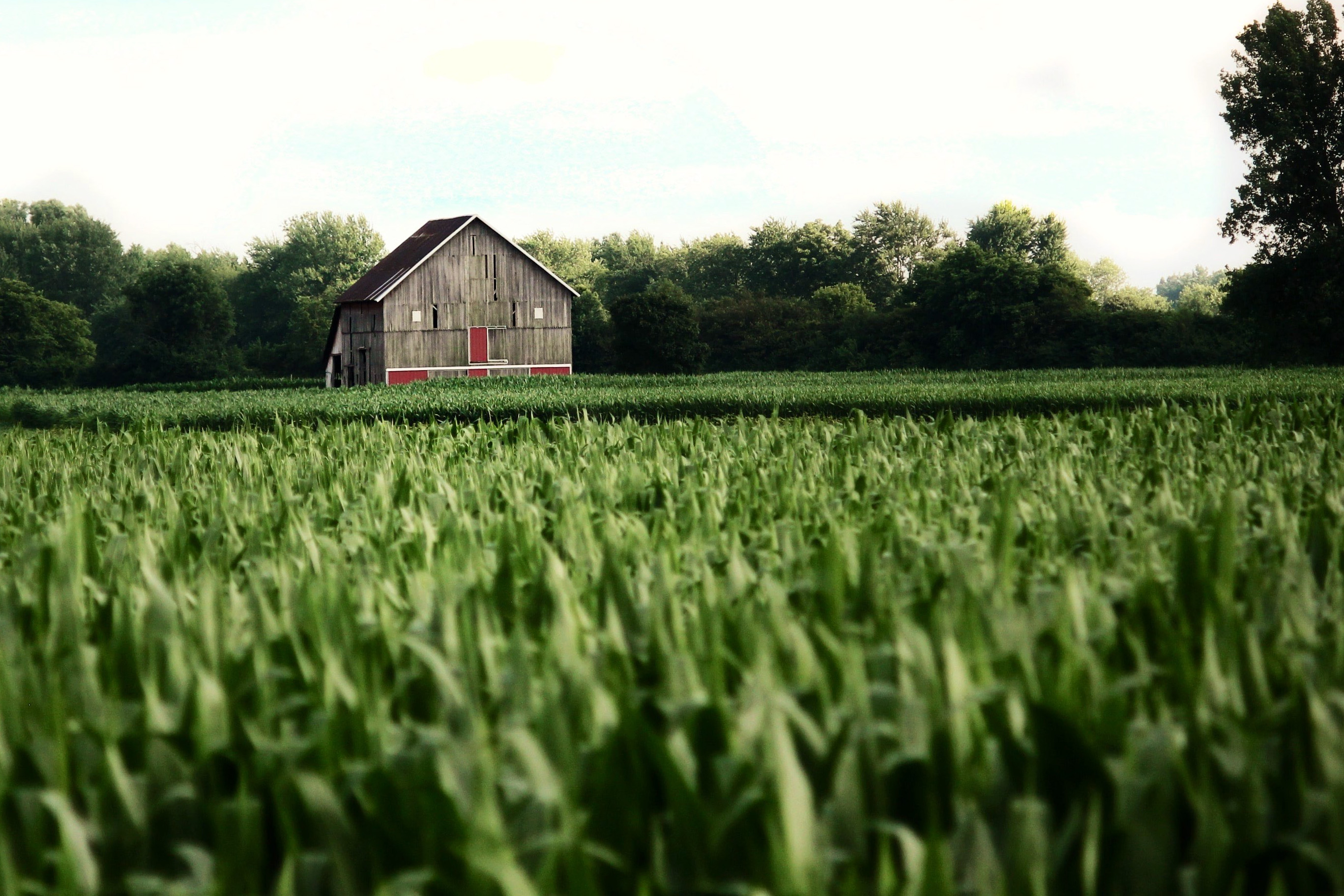 Simple - Barn.jpg